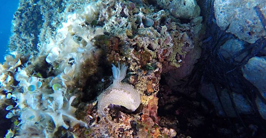 Dubrovnik: 1-Day Discover Scuba Diving Course - The break between the two sessions