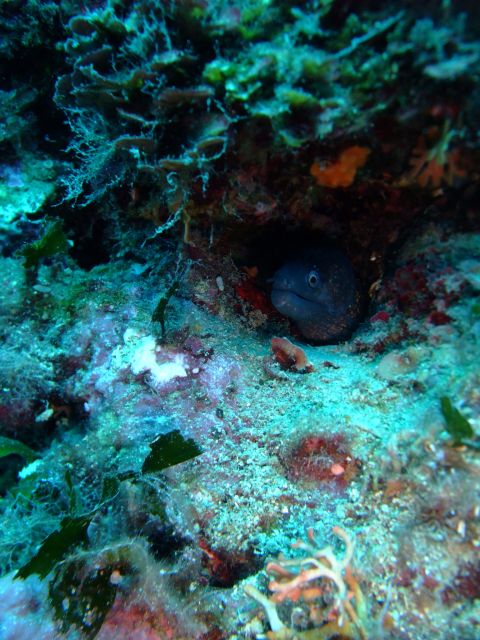 Dubrovnik: 1-Day Diving Package - Why Dubrovnik works so well for underwater sightseeing