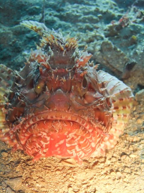 Dubrovnik: 1-Day Diving Package - Boat sites add wrecks and open-coast variety