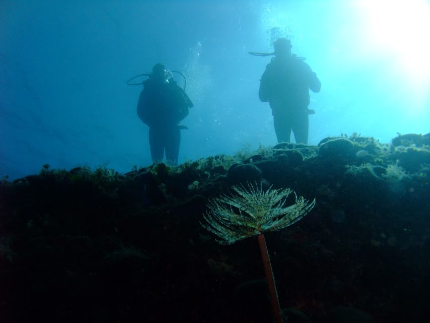 Dubrovnik: 1-Day Diving Package - Water temperature and equipment: plan for comfort