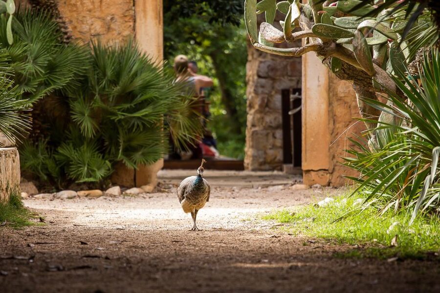 Dubrovnik: Game of Thrones&Lokrum Island Walking Tour - Key points at a glance