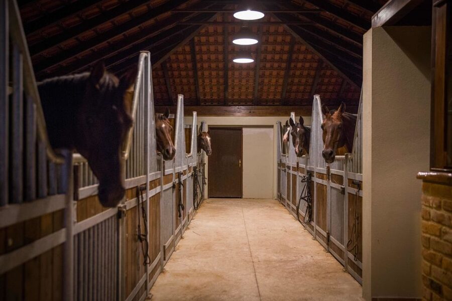 Dubrovnik Kojan Koral: Horseback Riding - Who will enjoy this ride most