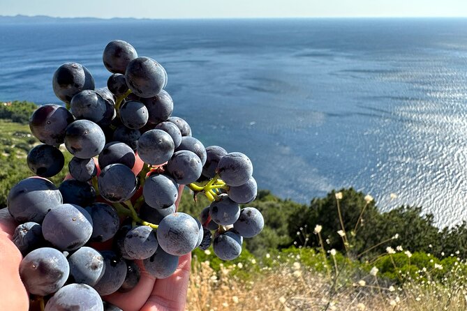 Dubrovnik Private Wine Tasting Tour to Peljesac Peninsula - What the private format changes