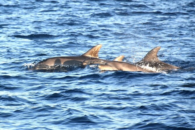 Fantastic DOLPHIN & SUNSET TOUR with dinner ( Pula-NP BRIJUNI ) - Brijuni’s fourteen islands from the water