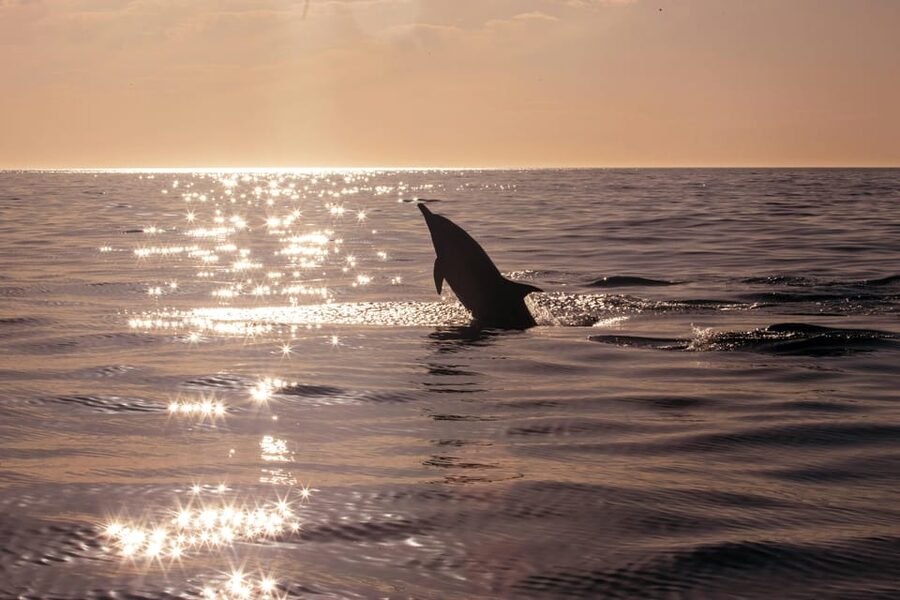 Fazana: Dolphin Finder in Brijuni islands Safari with Dinner - Should you book the Fažana dolphin cruise?
