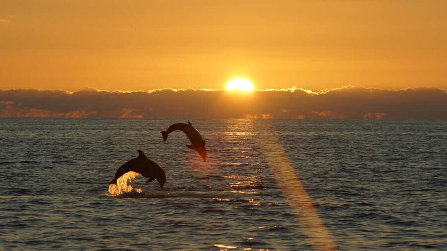 Fazana: Dolphin Finder in Brijuni islands Safari with Dinner - Practical advice for a better evening