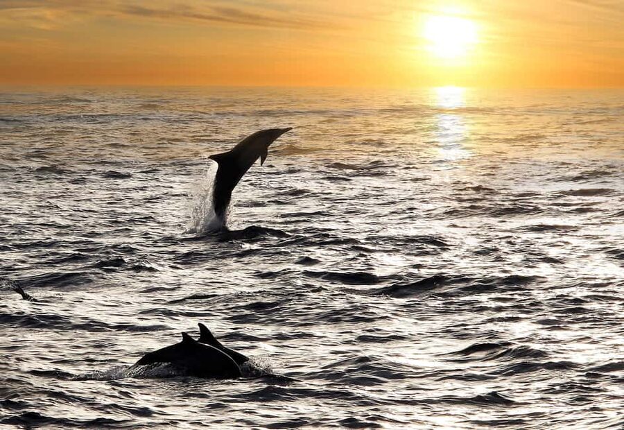 Fazana: Dolphin Finder in Brijuni islands Safari with Dinner - Sailing toward Brijuni National Park