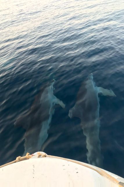 Fazana: Guided Dolphin Watching Sightseeing Cruise at Sunset - Who will enjoy this Fazana cruise most