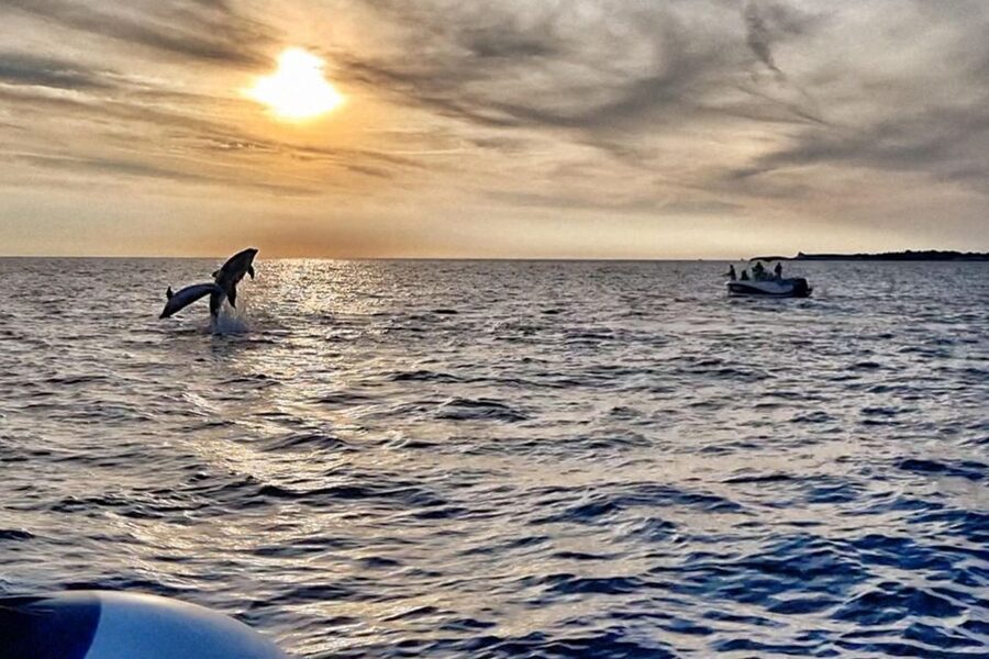 Fazana: Guided Dolphin Watching Sightseeing Cruise at Sunset - Searching for bottlenose dolphins at sunset