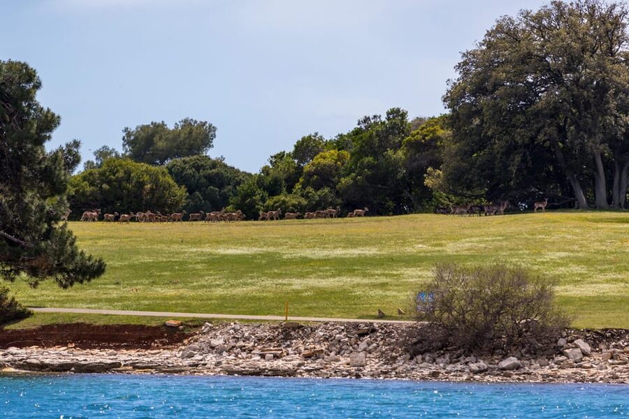 Fažana: Sail like a president with Brijuni Panorama - St. Jerolim brings the swimming option