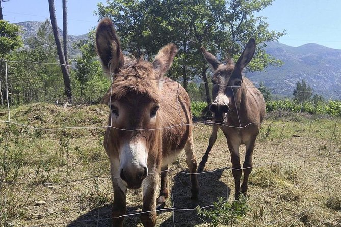 Flavours of Konavle: Wine, Food & Village Life Experience - Why Konavle makes a smart break from Dubrovnik
