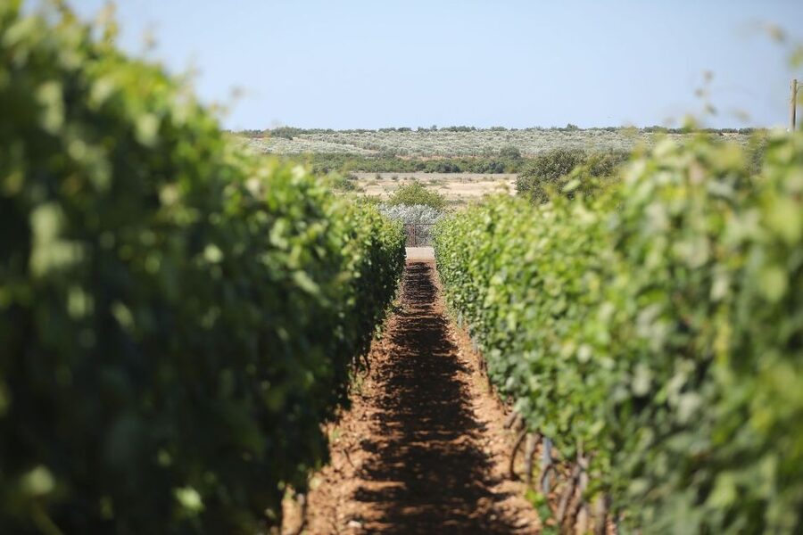 From Biograd: Wine and Olive Oil Tasting in Ražnjevića Dvori - What makes the estate worth the short trip