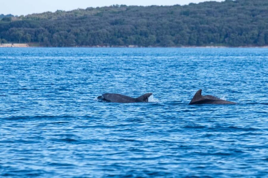 From Fazana: Dolphin watching and snorkeling in Blue Cave - Photographing Brijuni before the dolphin search