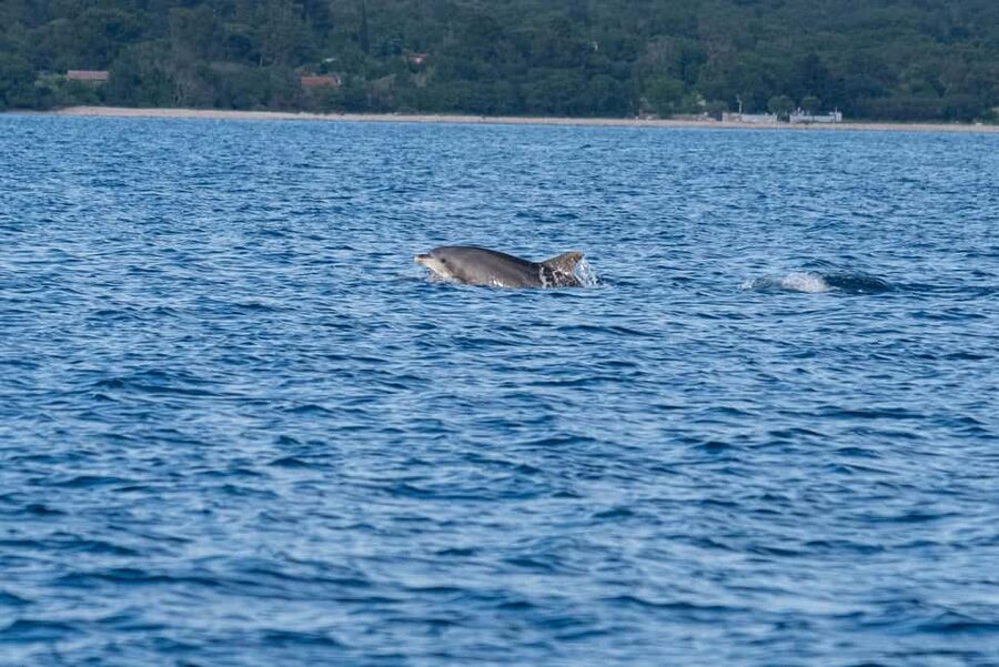From Fazana: Dolphin watching and snorkeling in Blue Cave - What the $365 group price really buys