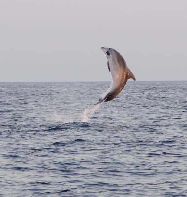 From Fazana: Dolphin watching and snorkeling in Blue Cave - Seagull’s Rocks: the main snorkeling stop