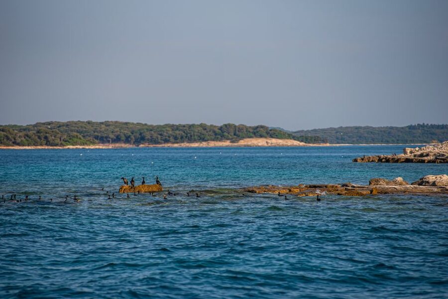 From Fažana: Private boat tour of Brijuni Islands - Who should book this Brijuni boat trip?