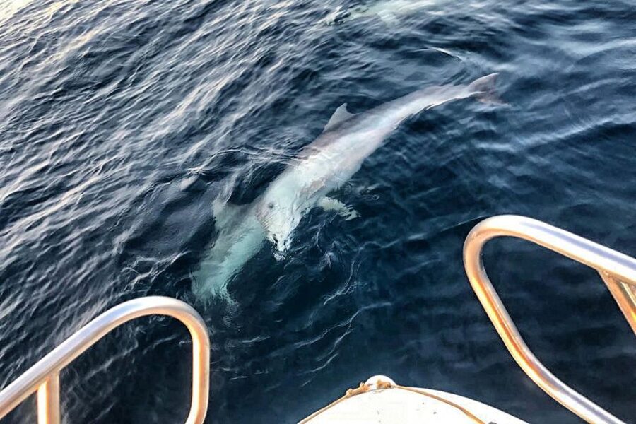 From Fazana: Private sunset dolphin tour - Searching several positions for dolphins