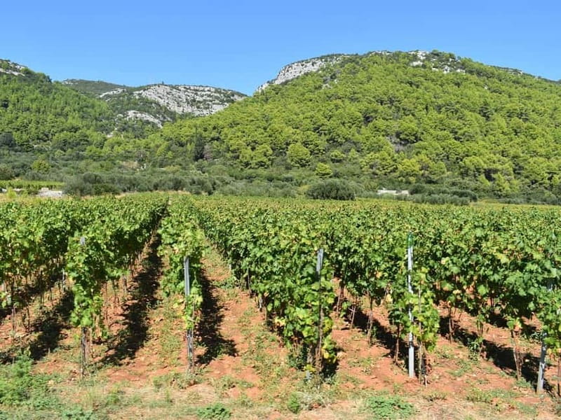 From Korcula Town: Local Wine & Sightseeing Half-Day Tour - Vineyard views before the final winery