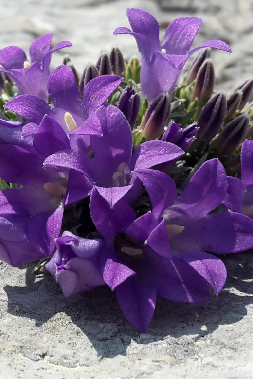 From Makarska: Biokovo Nature Park Guided Tour with Skywalk - Key points to know before booking