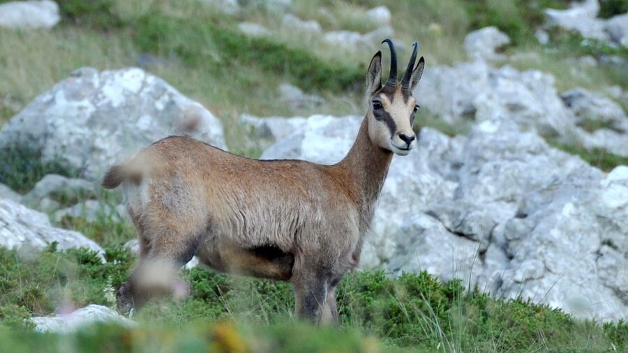 From Makarska: Biokovo Nature Park Guided Tour with Skywalk - Leaving Makarska for Biokovo’s high road