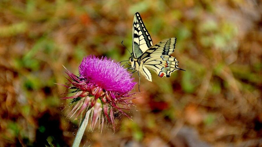 From Makarska: Biokovo Nature Park Guided Tour with Skywalk - The 1,200-meter stop and the wider view