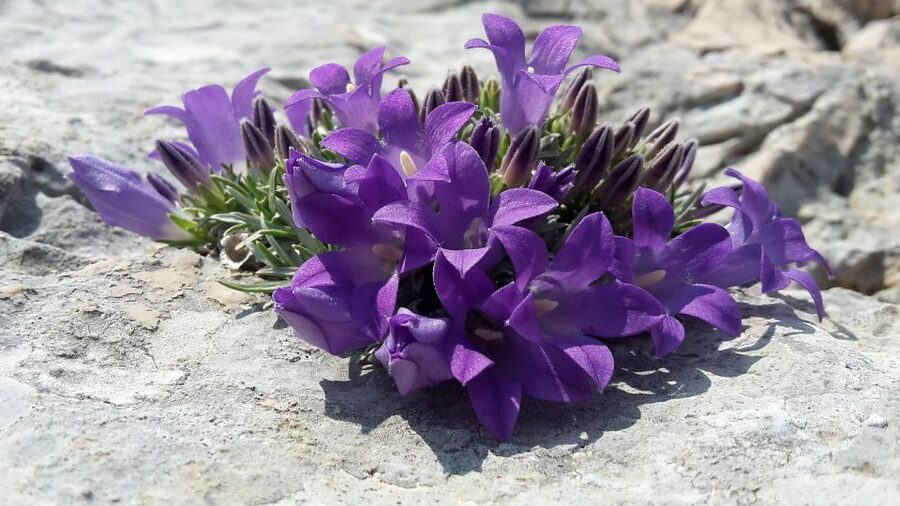 From Makarska: Biokovo Nature Park Guided Tour with Skywalk - Tea, cake, and a taste of local life