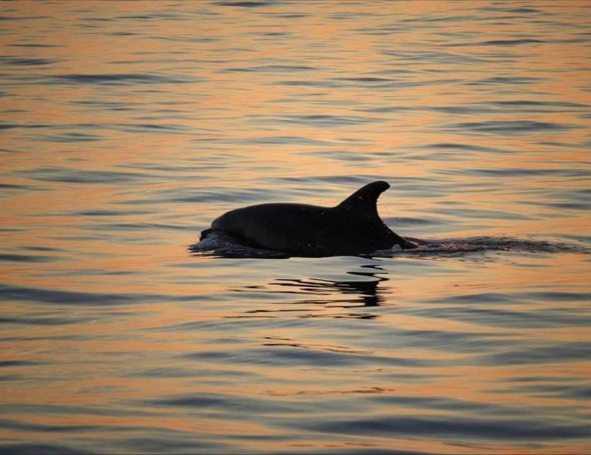 From Poreč: Evening Dolphin Cruise with Welcome Drink - Key points to know before you book