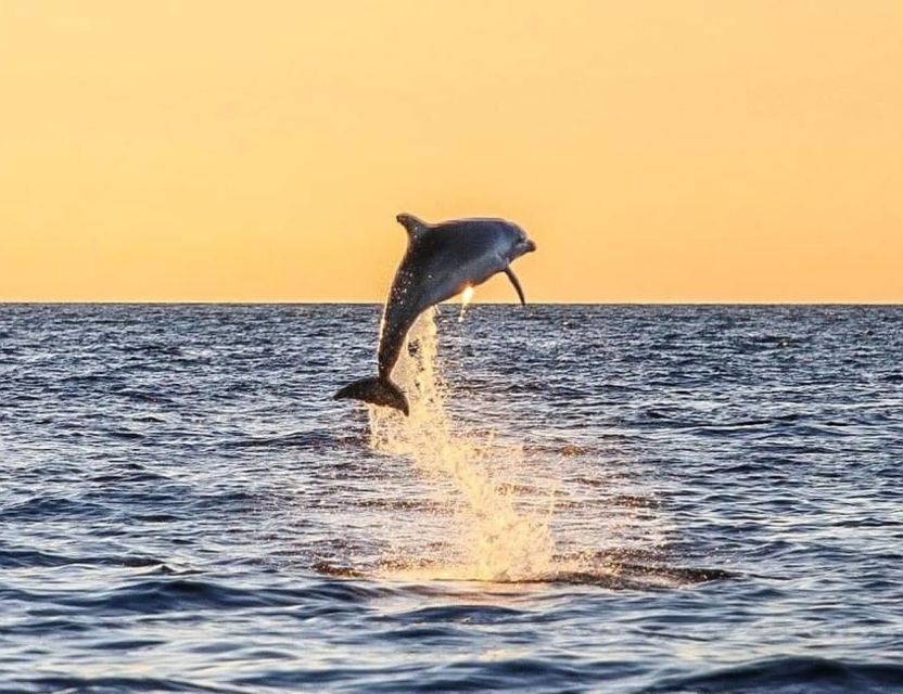 From Poreč: Evening Dolphin Cruise with Welcome Drink - A welcome drink, with simple expectations