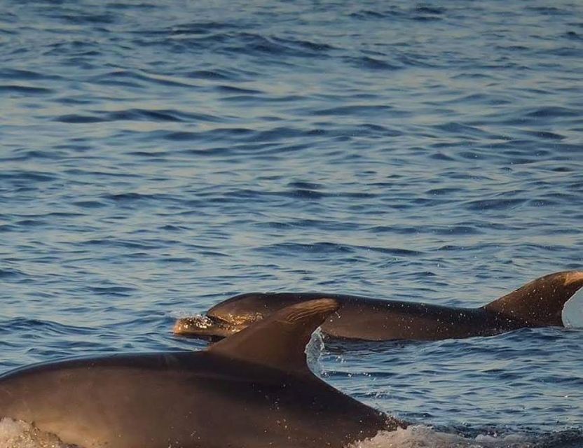 From Poreč: Evening Dolphin Cruise with Welcome Drink - The itinerary needs clarification