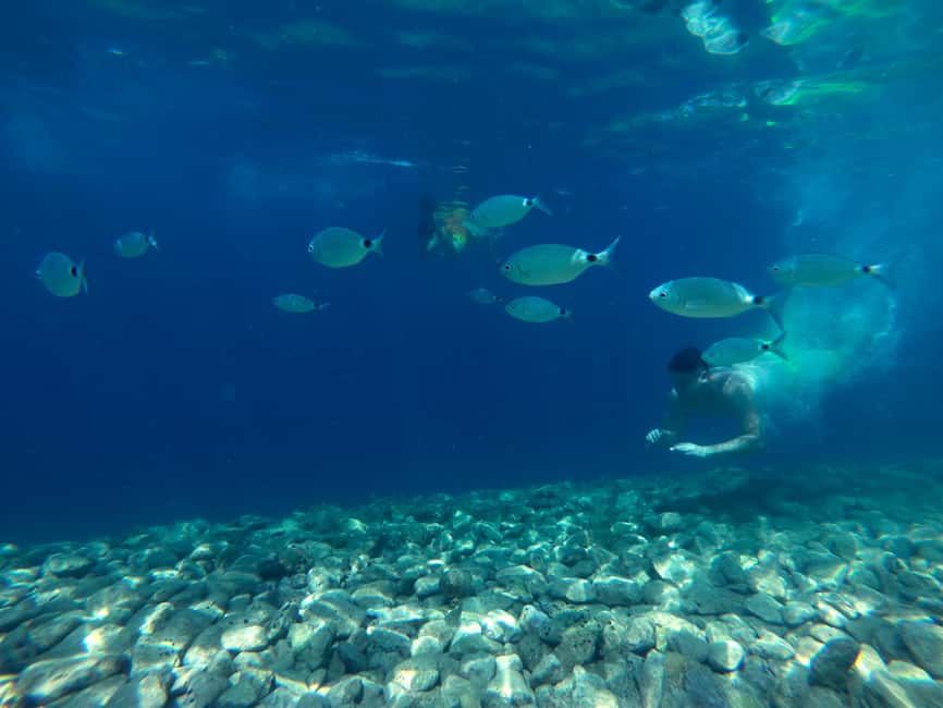 From Pula: Rovinj & NP Brijuni cruise with Red Island visit - What the $68 price really covers