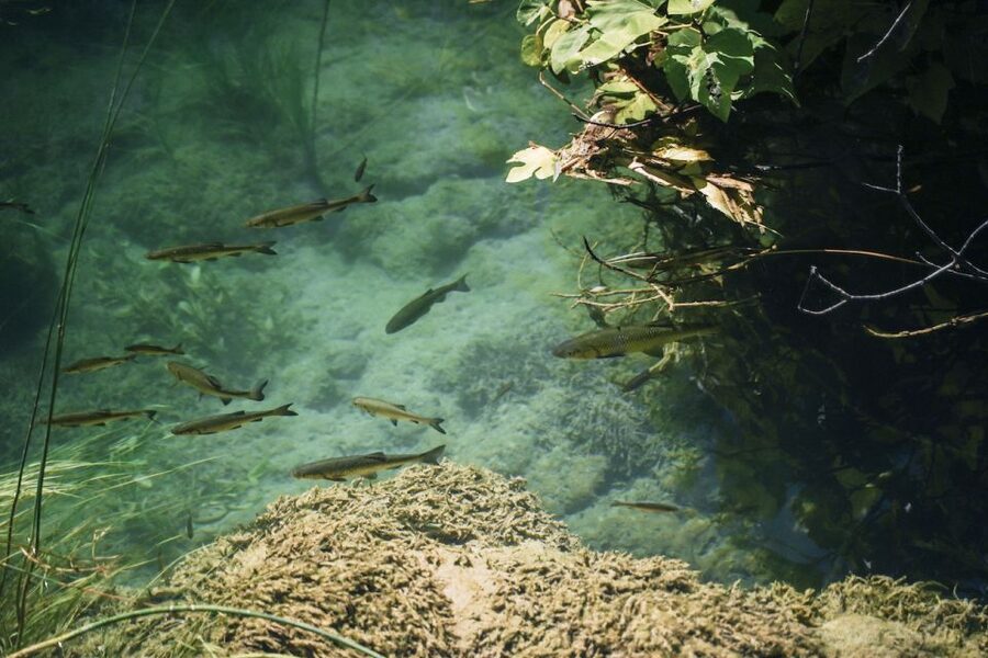 From Split: Krka Waterfalls, Food & Wine Tasting Tour - Should you book the Krka and wine tour?