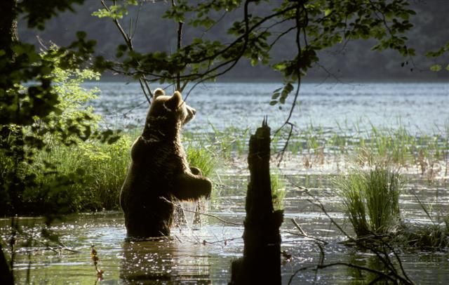From Split or Trogir: Plitvice Lakes Private Tour - Key points to know before booking