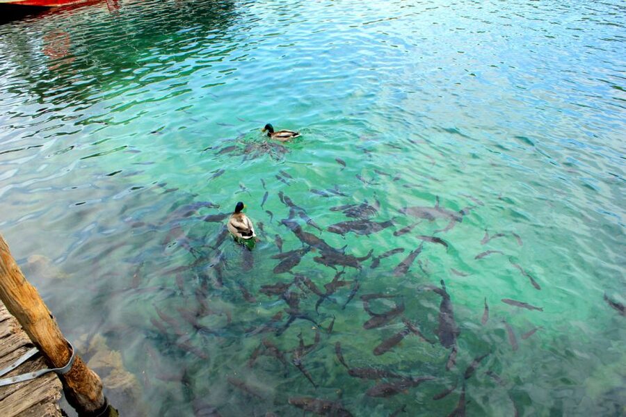 From Split: Plitvice Lakes Fully-Guided Day Tour - Starting on the Split Riva