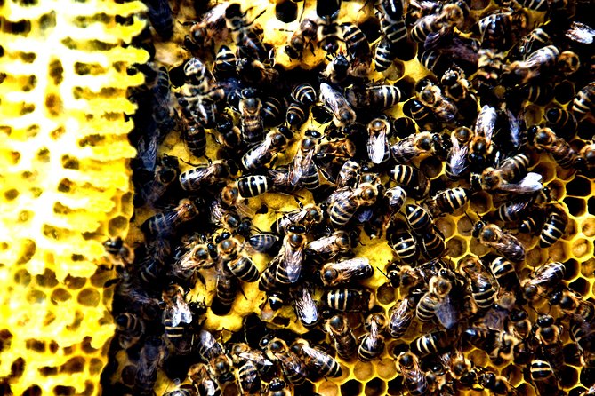 Give Bees a chance! - Meeting Goran and the Tvrdić family tradition