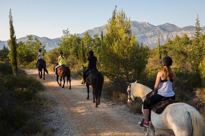 Horseback Riding in Konavle Region with Transport from Dubrovnik - Meeting your horse at Kojan Koral