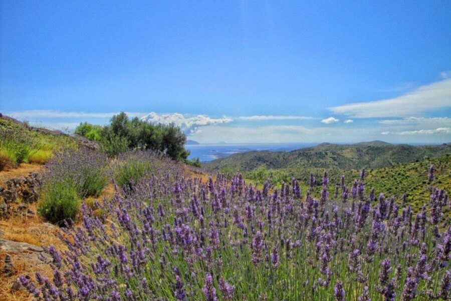 Hvar: Island tour with Wine and Olive Oil Tasting - Why this tour is worth considering