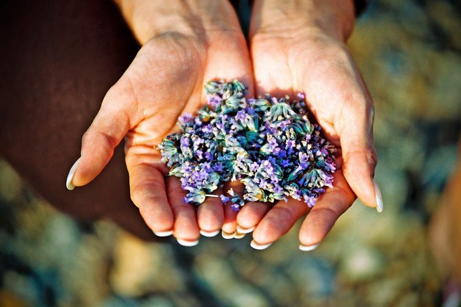 Hvar Lavender Small Group Tour - Key points to know before booking