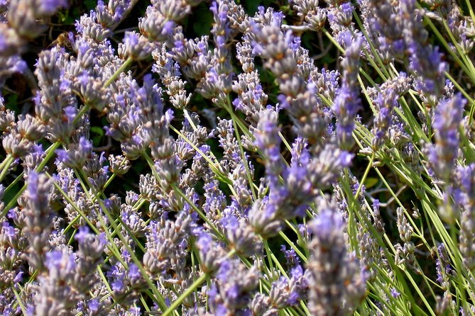 Hvar Lavender Small Group Tour - Is $143.20 a fair price?