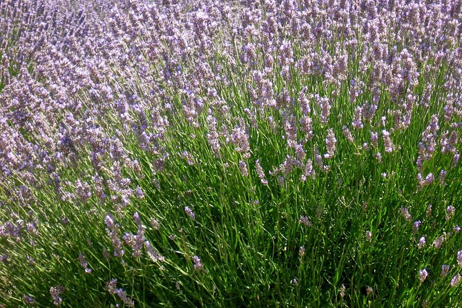 Hvar Lavender Small Group Tour - Who will enjoy this outing most?