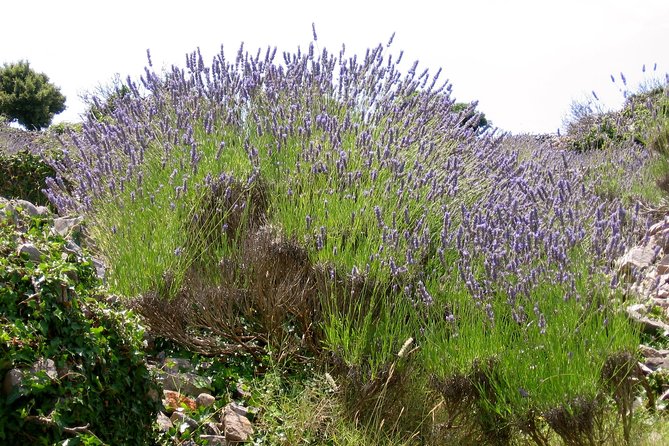 Hvar Lavender Small Group Tour - Brusje brings the first big view