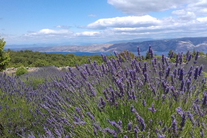 Hvar Lavender Tour - Why this Hvar outing feels different