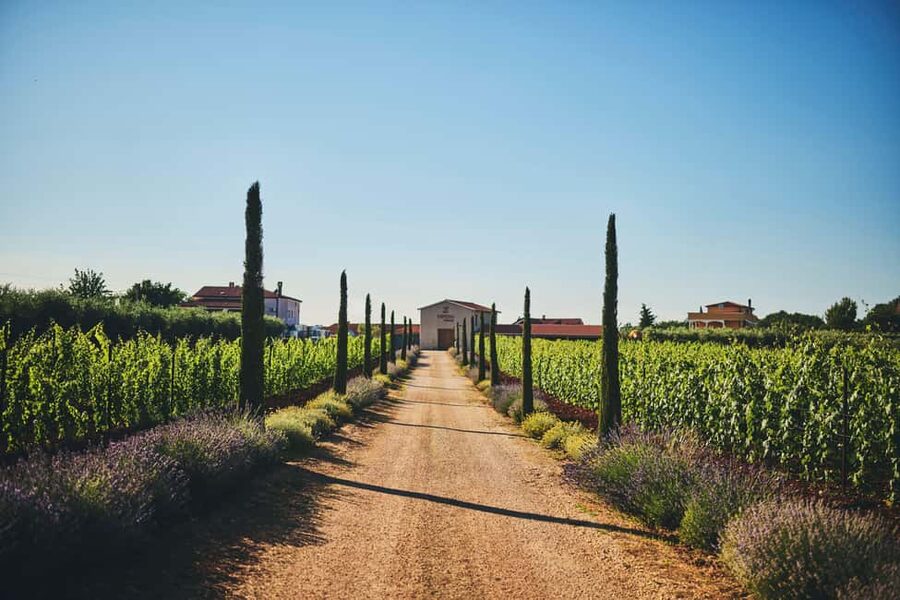 Istria: Pervino wine tasting - Why Pervino makes a good introduction to Istrian wine