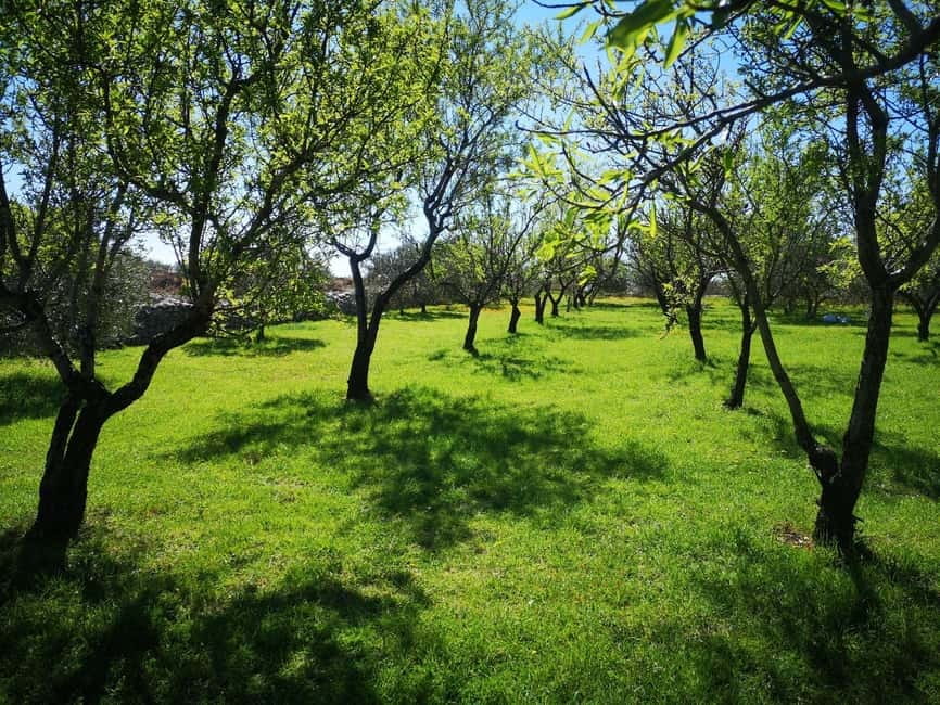 Kastela: Wine & Olive Tasting Tour w/Delicacies & Live Music - Key things to know before you book
