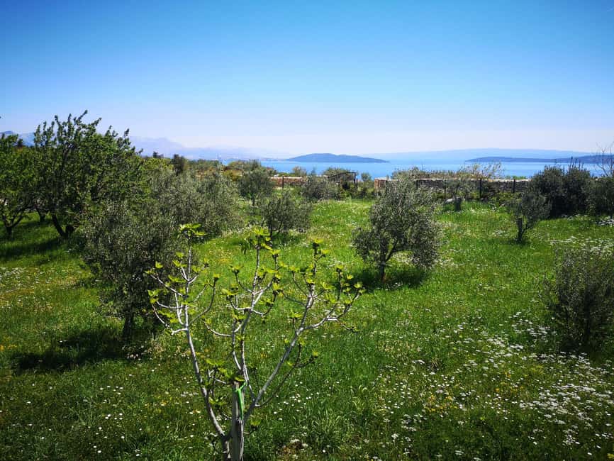 Kastela: Wine & Olive Tasting Tour w/Delicacies & Live Music - Inside the cellar, from schnapps to fermentation tanks