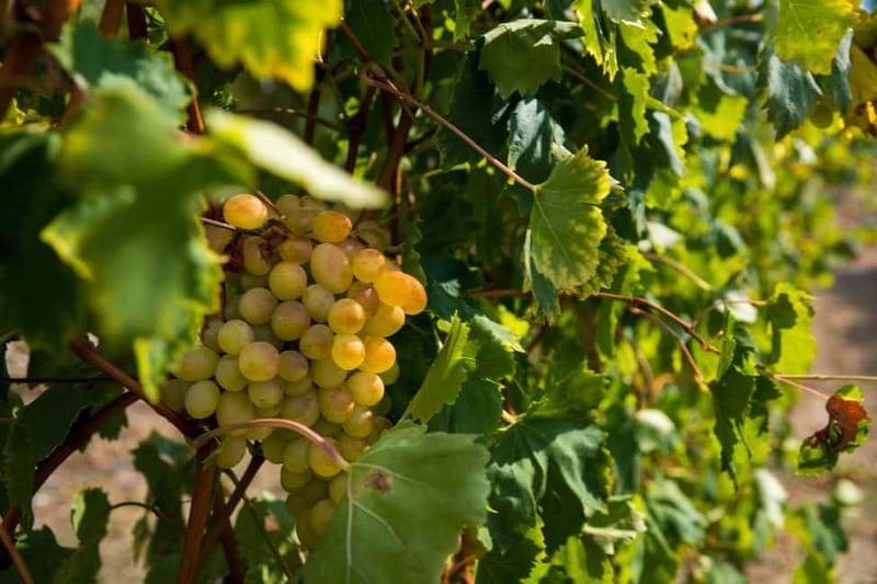 Konavle Valley: Tour with Wine Tasting from Dubrovnik - Transport, Timing, and The Real Value of $104