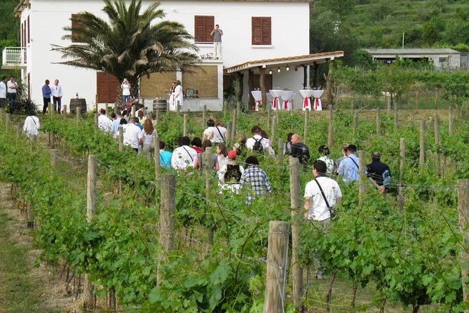 Konavle Valley Wine Tour from Dubrovnik with Train Ride and Wine Tasting - The little train through Konavle