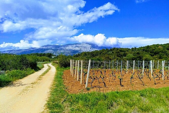 Korcula Bike & Wine Tour | Wine Tasting in Lumbarda - Meeting at Plokata Square in Korcula Town
