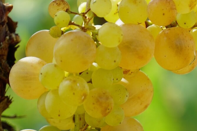 Korčula for Wine Lovers - Pošip and Grk Wines Private Tour - The island drive from Lumbarda to Žrnovo