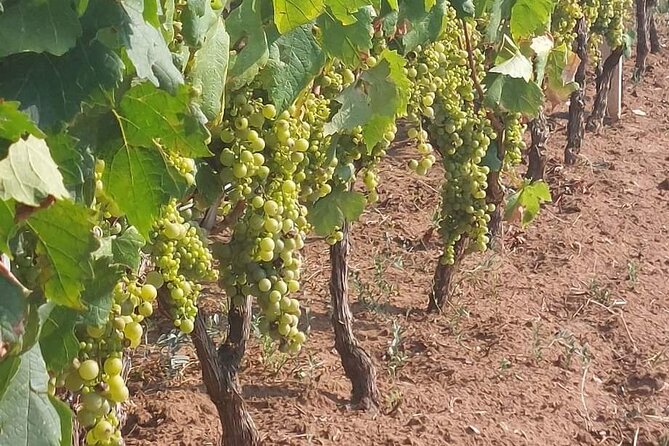 Korčula for Wine Lovers - Pošip and Grk Wines Private Tour - Saša’s role in the experience
