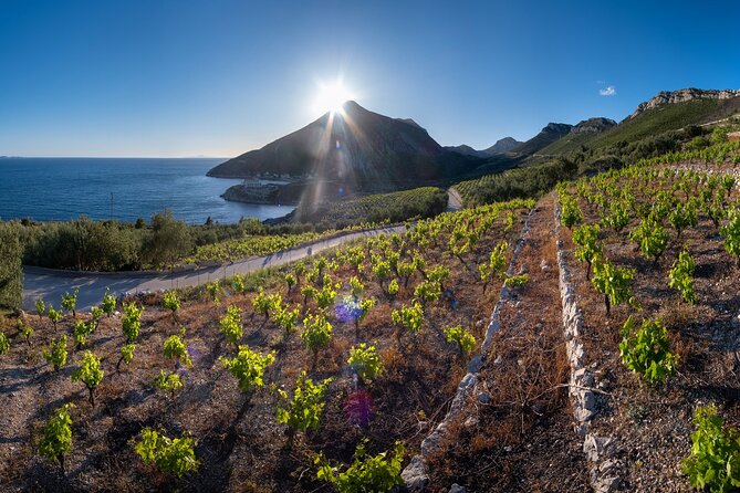Korčula & Ston: Island Charms, Pelješac Delights & Wine Tasting - Pelješac wine tasting and Plavac Mali